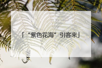 “紫色花海”引客来
