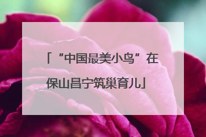 “中国最美小鸟”在保山昌宁筑巢育儿