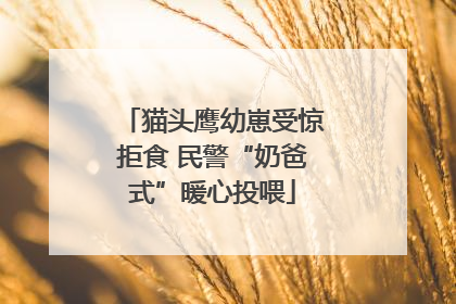 猫头鹰幼崽受惊拒食 民警“奶爸式”暖心投喂