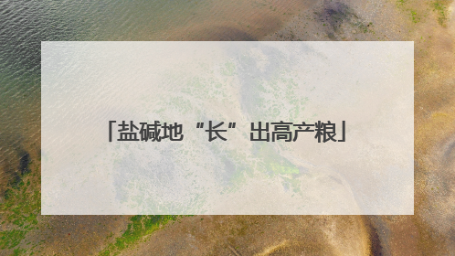 盐碱地“长”出高产粮