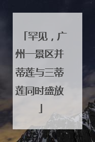 罕见，广州一景区并蒂莲与三蒂莲同时盛放