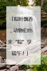 粽叶飘香，动物们也来“粽”享端午！