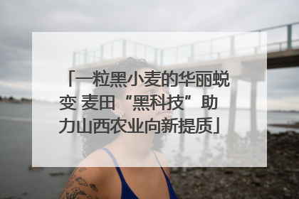 一粒黑小麦的华丽蜕变 麦田“黑科技”助力山西农业向新提质