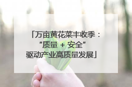 万亩黄花菜丰收季：“质量 + 安全” 驱动产业高质量发展