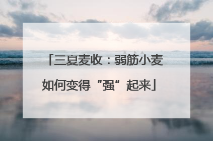 三夏麦收：弱筋小麦如何变得“强”起来