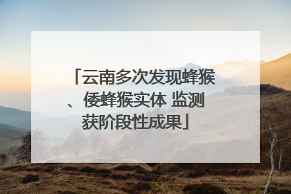 云南多次发现蜂猴、倭蜂猴实体 监测获阶段性成果