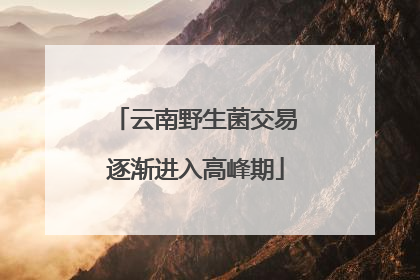 云南野生菌交易逐渐进入高峰期