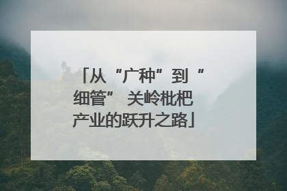 从“广种”到“细管” 关岭枇杷产业的跃升之路