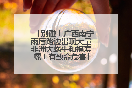 别碰！广西南宁雨后路边出现大量非洲大蜗牛和福寿螺！有致命危害