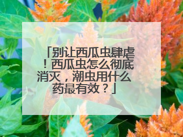 别让西瓜虫肆虐！西瓜虫怎么彻底消灭，潮虫用什么药最有效？