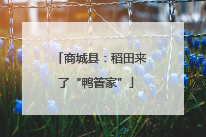 商城县：稻田来了“鸭管家”