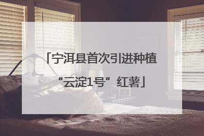 宁洱县首次引进种植“云淀1号”红薯