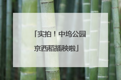 实拍！中坞公园京西稻插秧啦