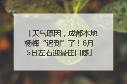 天气原因，成都本地杨梅“迟到”了！6月5日左右迎最佳口感