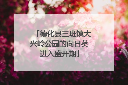 德化县三班镇大兴岭公园的向日葵进入盛开期