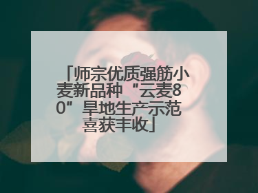 师宗优质强筋小麦新品种“云麦80”旱地生产示范喜获丰收