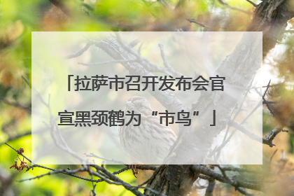 拉萨市召开发布会官宣黑颈鹤为“市鸟”