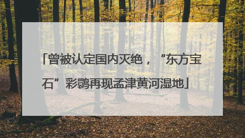 曾被认定国内灭绝，“东方宝石”彩鹮再现孟津黄河湿地