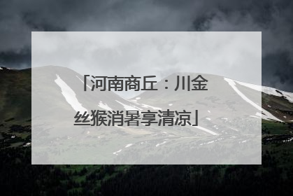 河南商丘：川金丝猴消暑享清凉