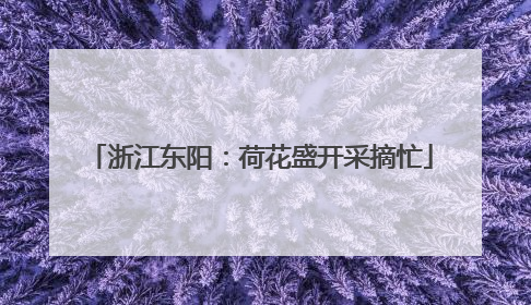 浙江东阳：荷花盛开采摘忙