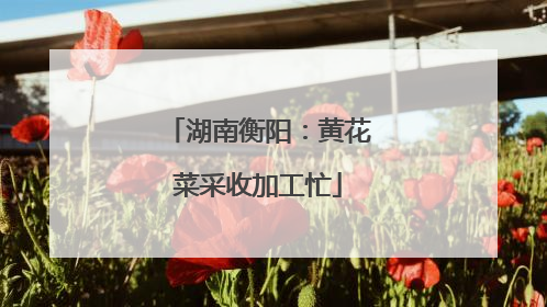 湖南衡阳：黄花菜采收加工忙