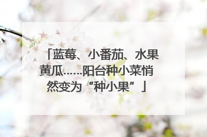 蓝莓、小番茄、水果黄瓜……阳台种小菜悄然变为“种小果”