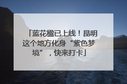 蓝花楹已上线！昆明这个地方化身“紫色梦境”，快来打卡