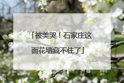 被美哭！石家庄这面花墙藏不住了
