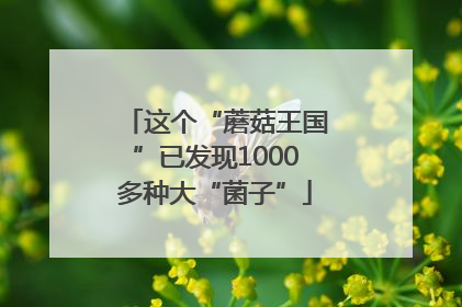 这个“蘑菇王国”已发现1000多种大“菌子”