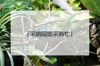 采摘园里采摘忙