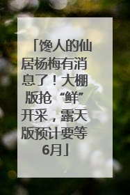 馋人的仙居杨梅有消息了！大棚版抢“鲜”开采，露天版预计要等6月
