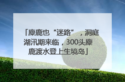 麋鹿也“迷路”，洞庭湖汛期来临，300头麋鹿渡水登上生境岛