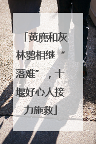 黄麂和灰林鸮相继“落难”，十堰好心人接力施救