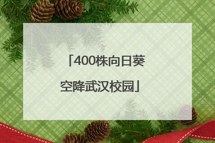 400株向日葵空降武汉校园